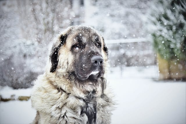 kangal turco