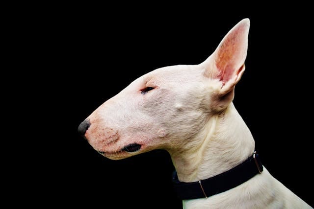 perro terrier