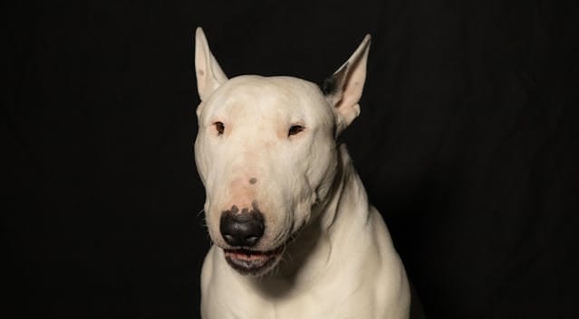 perro bull terrier