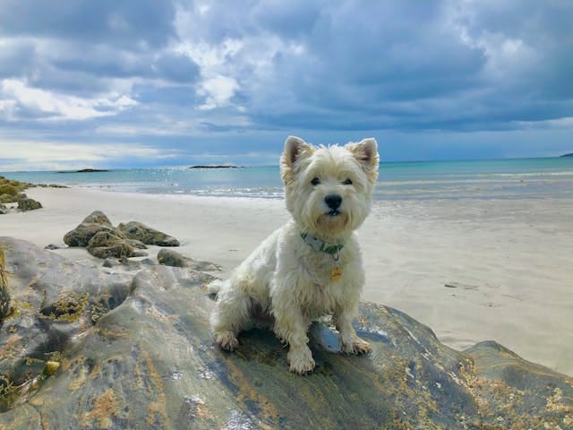 perro west highland