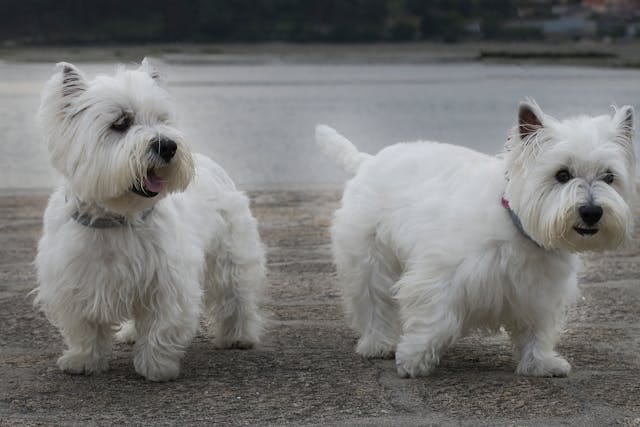 pareja de west highland