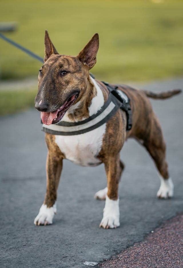 bull terrier