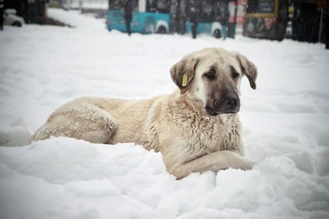 kangal en la nieve