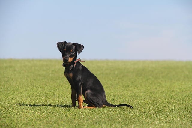 pinscher