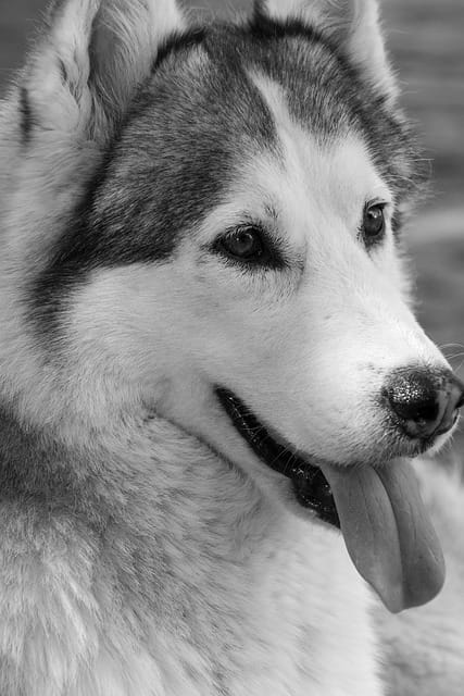 raza husky siberiano
