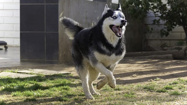 husky