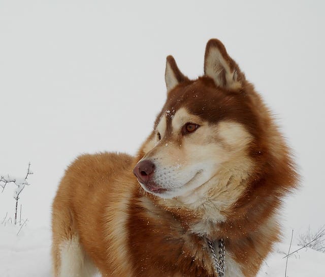 husky siberiano