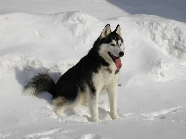 husky siberiano