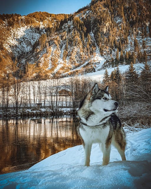 husky siberiano