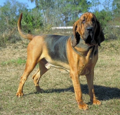 raza san huberto