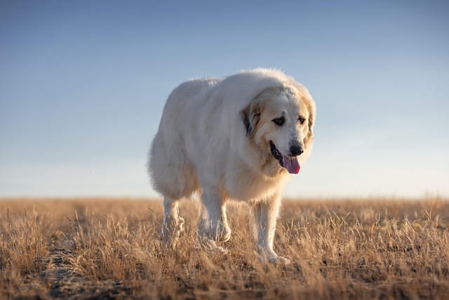 perro del pirineo