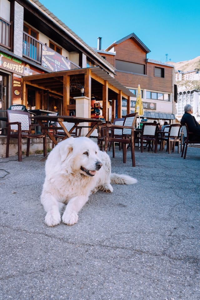 perro montaña