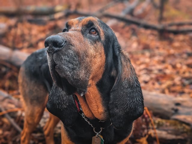 perro san huberto