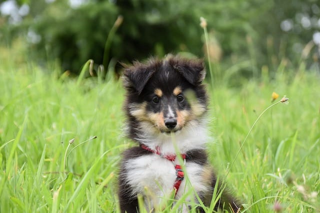 cachorro shetland