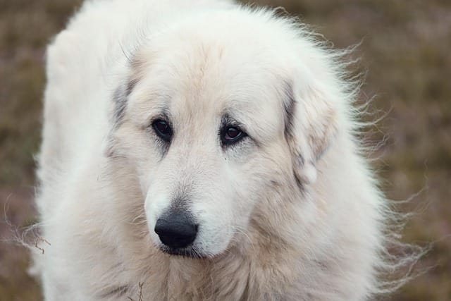 perro montaña del pirineo