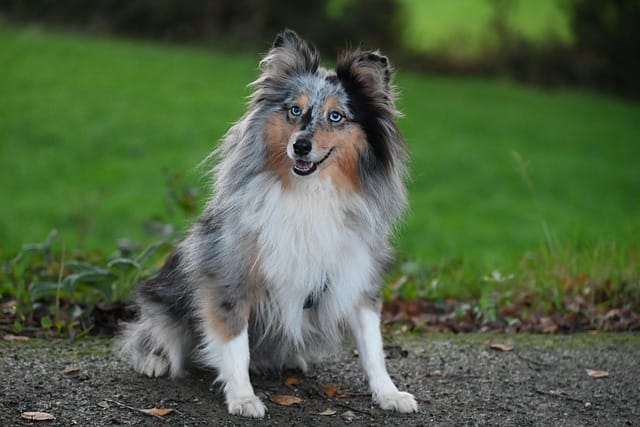 perro shetland