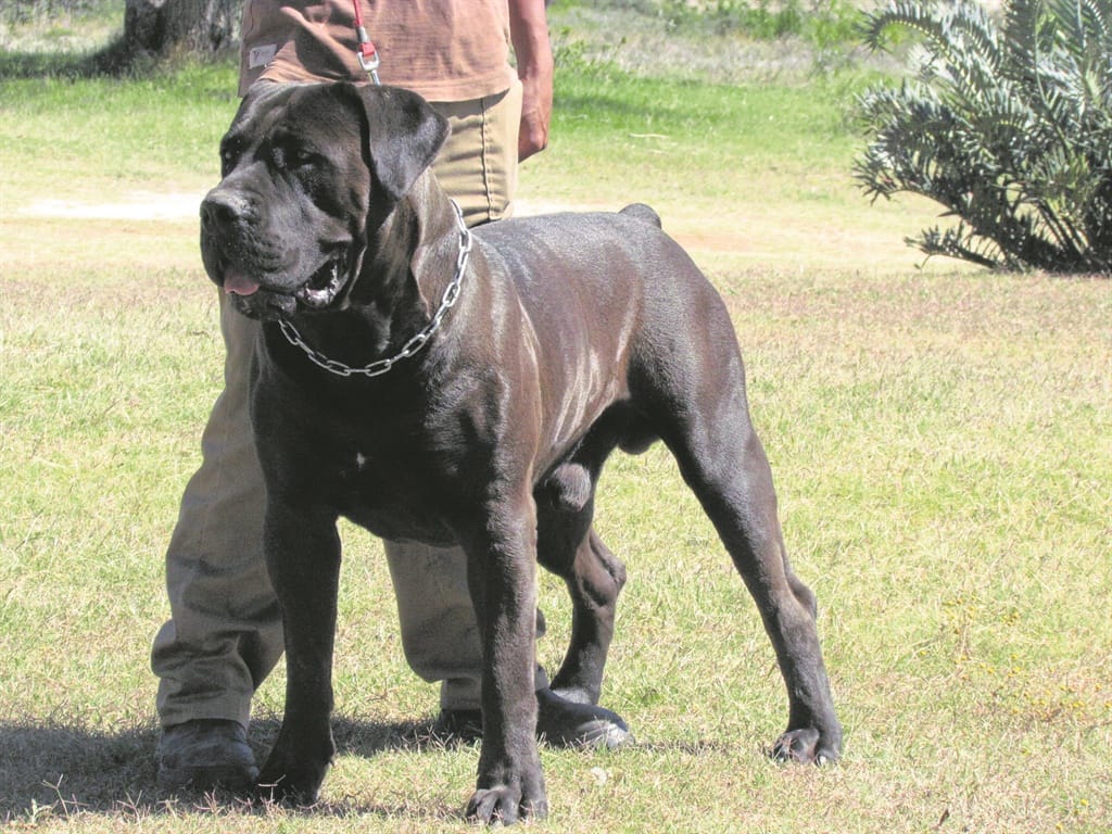 boerboel