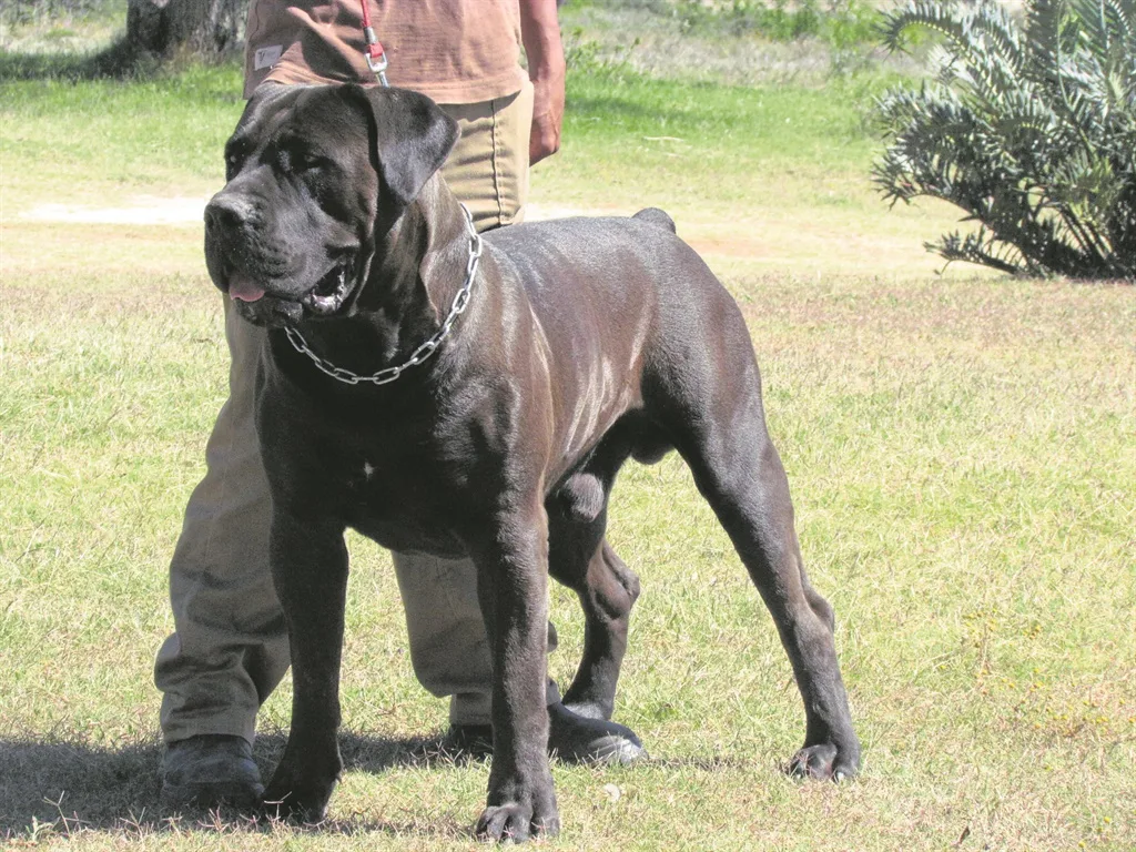 boerboel