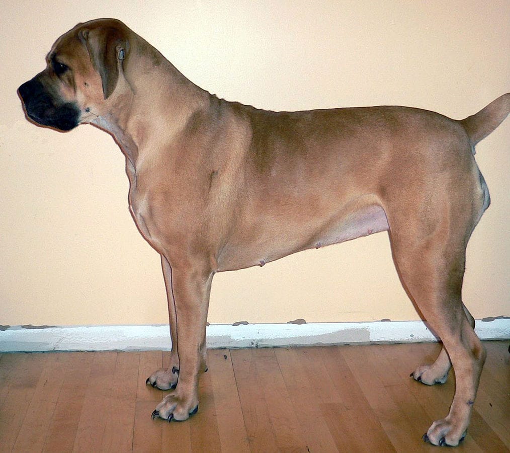 boerboel