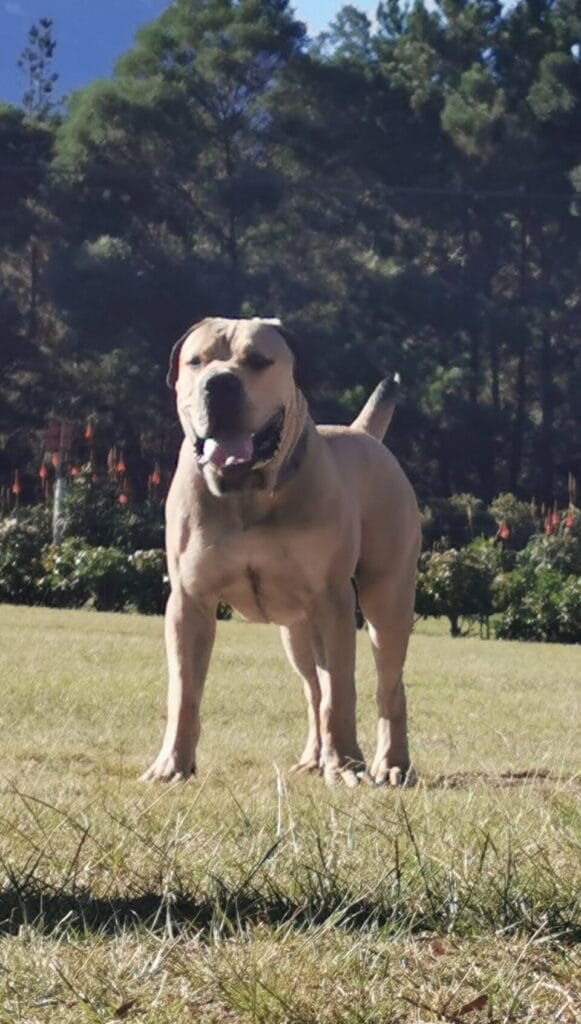 boerboel