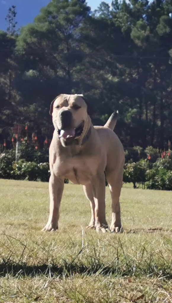 boerboel