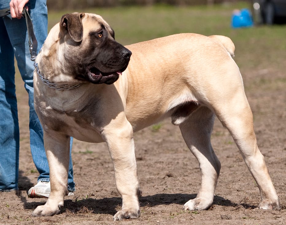 boerboel
