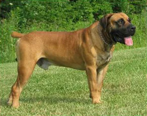 perro boerboel