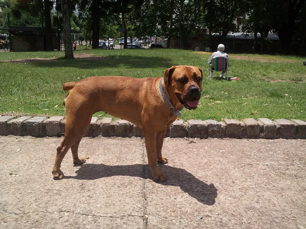 boerboel