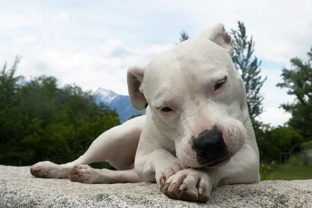perro dogo