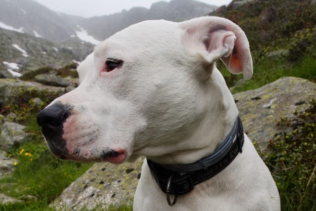 raza dogo argentino