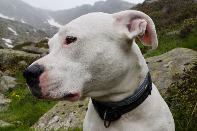 raza dogo argentino