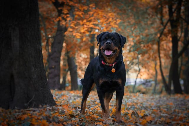 rottweiller en el campo