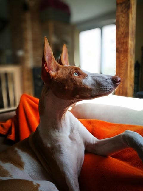 podenco