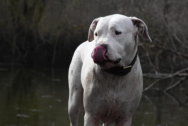 dogo en el campo