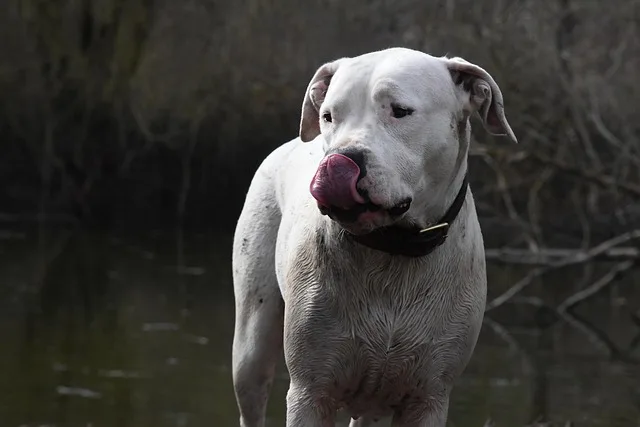 dogo en el campo