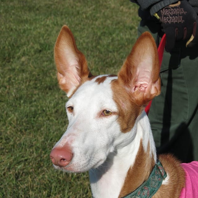 podenco