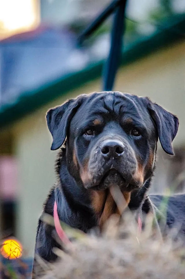 perro rottweiller