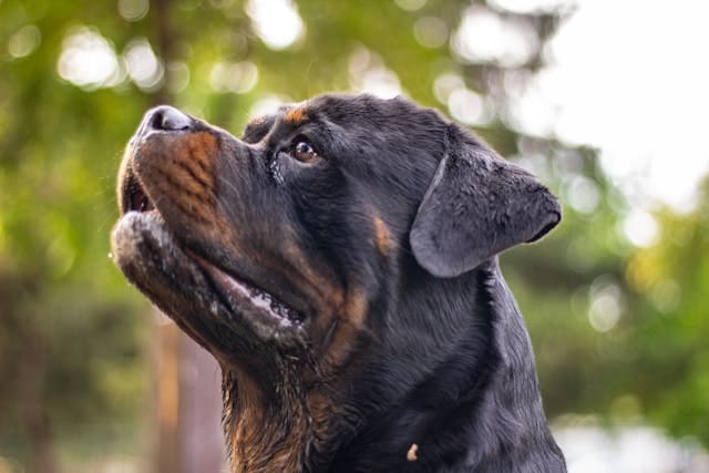 rottweiller