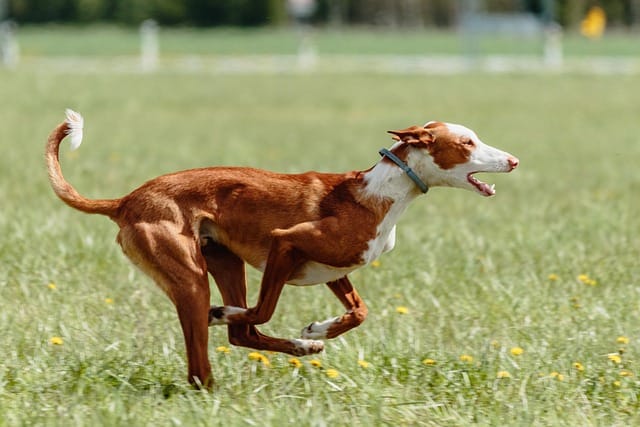 podenco ibicenco