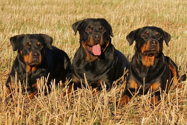 trio de rottweiller