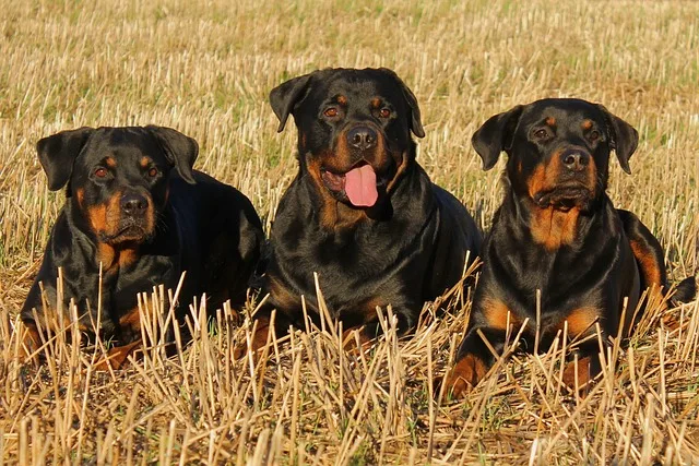 trio de rottweiller