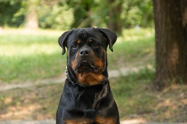 perro rottweiller
