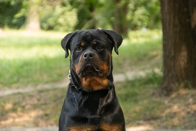 perro rottweiller
