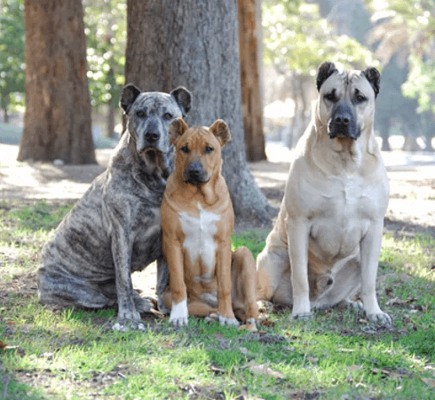 trio de cimarrones