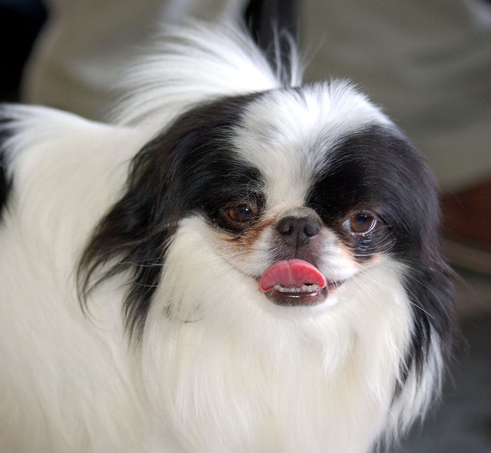 japanese chin