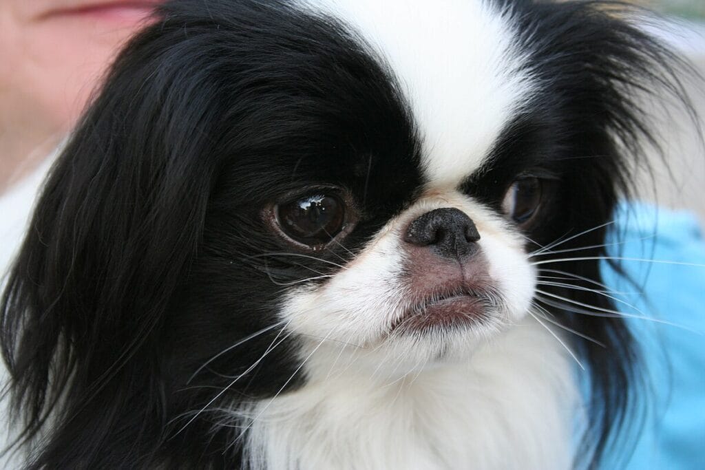 perro japanese