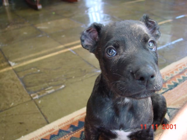 uruguayo cachorro