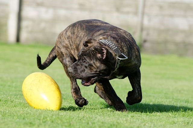 dogo canario