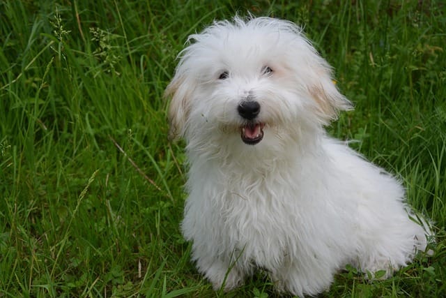 perro coton