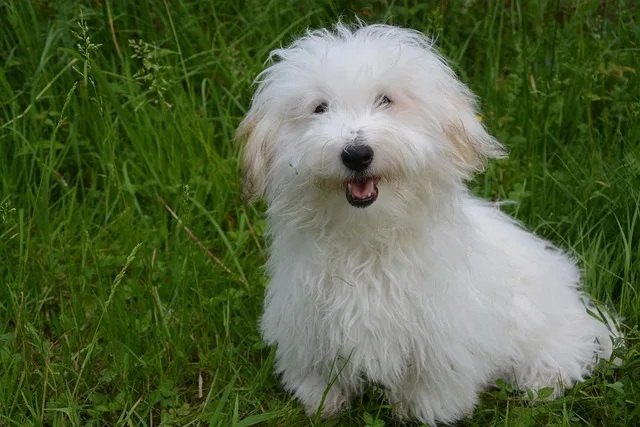 perro coton